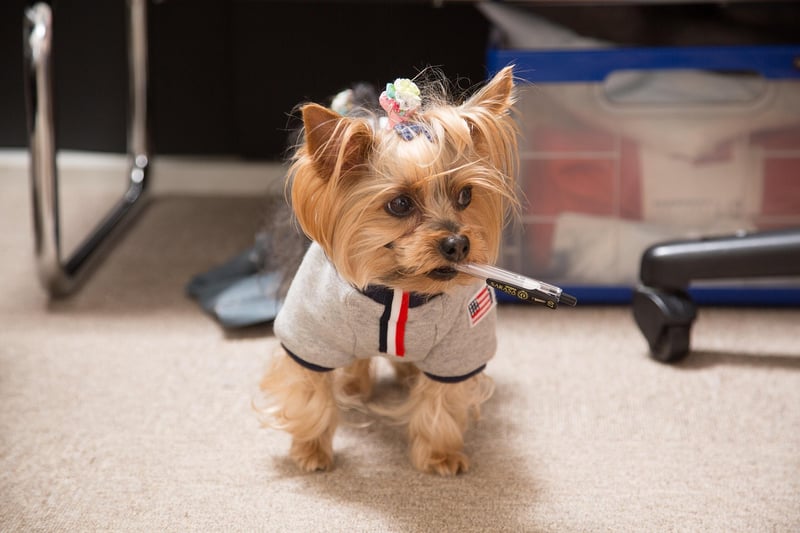 Princess Leia Organa